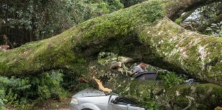 Árvore de grande porte cai no Jardim Pancera e mobiliza Defesa Civil