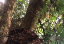 Enxame de abelhas mobiliza Defesa Civil e área é isolada para garantir segurança de pedestres
