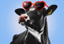 A proteína está vindo de outra parte da vaca