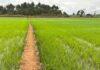 Brasil vai produzir menos arroz na safra atual