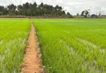 Brasil vai produzir menos arroz na safra atual