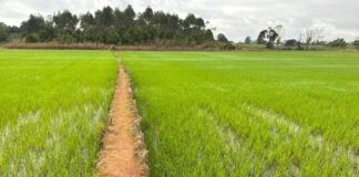 Brasil vai produzir menos arroz na safra atual