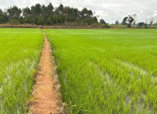 Brasil vai produzir menos arroz na safra atual