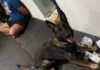 Cão encontra crack e cocaína e três acabam presos na região