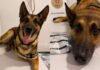 Cão policial se aposenta após diagnóstico de câncer, fica deprimido e é colocado de volta ao trabalho no Paraná