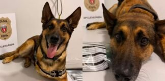 Cão policial se aposenta após diagnóstico de câncer, fica deprimido e é colocado de volta ao trabalho no Paraná