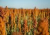 Com área de cultivo maior, Brasil vai produzir ainda mais sorgo em 2026