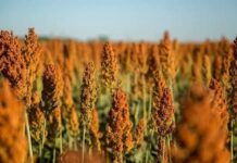 Com área de cultivo maior, Brasil vai produzir ainda mais sorgo em 2026