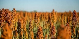 Com área de cultivo maior, Brasil vai produzir ainda mais sorgo em 2026