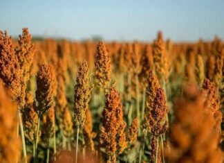Com área de cultivo maior, Brasil vai produzir ainda mais sorgo em 2026
