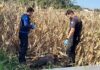 Corpo de homem é encontrado em plantação de milho durante colheita na região