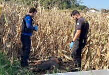 Corpo de homem é encontrado em plantação de milho durante colheita na região