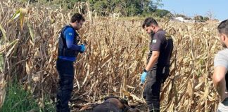 Corpo de homem é encontrado em plantação de milho durante colheita na região