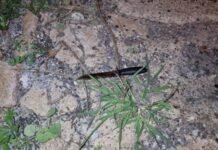 Homem é ferido por golpes de faca durante a madrugada no Cascavel Velho