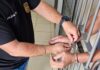 Homem é preso após agredir ex-mulher, descumprir medida protetiva e ameaçar policiais no Jardim Bandeirantes