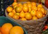 Jornada Tecnológica em Fruticultura apresenta tecnologias e oportunidades para fortalecer a produção no Oeste do Paraná