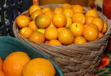 Jornada Tecnológica em Fruticultura apresenta tecnologias e oportunidades para fortalecer a produção no Oeste do Paraná