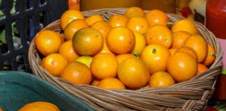 Jornada Tecnológica em Fruticultura apresenta tecnologias e oportunidades para fortalecer a produção no Oeste do Paraná