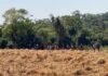 Invasão de propriedade rural mobiliza forças de segurança em Terra Roxa