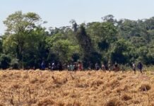 Invasão de propriedade rural mobiliza forças de segurança em Terra Roxa