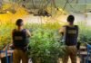 Mais de 180 pés de maconha são encontrados pela polícia em laboratório clandestino no interior do Paraná