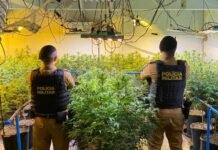 Mais de 180 pés de maconha são encontrados pela polícia em laboratório clandestino no interior do Paraná