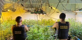 Mais de 180 pés de maconha são encontrados pela polícia em laboratório clandestino no interior do Paraná