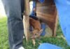 ONÇA-PARDA É CAPTURADA APÓS DESAPARECIMENTO DE AVES EM PROPRIEDADE RURAL NO PARANÁ