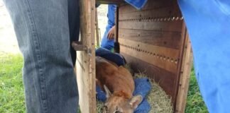 ONÇA-PARDA É CAPTURADA APÓS DESAPARECIMENTO DE AVES EM PROPRIEDADE RURAL NO PARANÁ