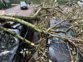 Temporal causa estragos, derruba árvores, atinge veículos e deixa moradores sem energia em Cascavel