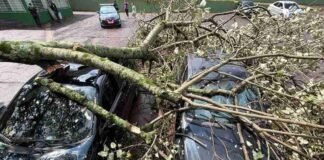 Temporal causa estragos, derruba árvores, atinge veículos e deixa moradores sem energia em Cascavel