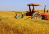 VBP do Paraná cresce 13 e bate recorde de R 213 bi