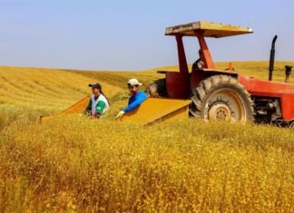 VBP do Paraná cresce 13 e bate recorde de R 213 bi