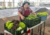 Produtores vendem primeira colheita de hortaliças do Horta Agrocidadão