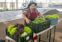 Produtores vendem primeira colheita de hortaliças do Horta Agrocidadão