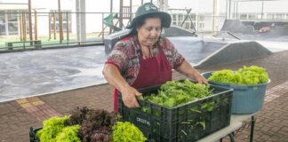 Produtores vendem primeira colheita de hortaliças do Horta Agrocidadão