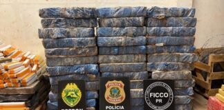 AÇÃO POLICIAL APREENDE 708 QUILOS DE MACONHA E DUAS ARMAS EM CHÁCARA DE TOLEDO