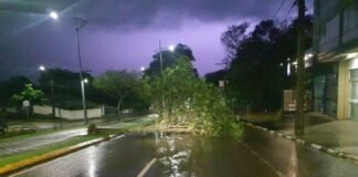 Árvore cai durante a madrugada e bloqueia avenida em Toledo
