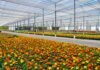 Brasil que floresce além do agronegócio tradicional