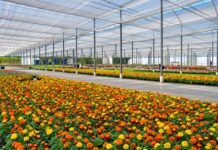 Brasil que floresce além do agronegócio tradicional