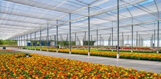 Brasil que floresce além do agronegócio tradicional