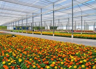 Brasil que floresce além do agronegócio tradicional