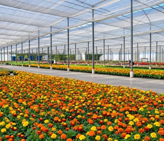 Brasil que floresce além do agronegócio tradicional