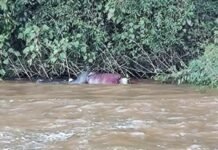 Corpo é encontrado as margens do Rio Piquiri em Palotina