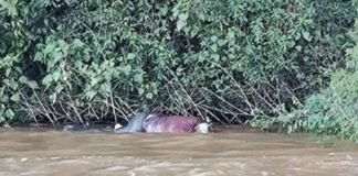 Corpo é encontrado as margens do Rio Piquiri em Palotina