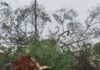 Forte tempestade provoca queda de árvores e deixa Entre Rios do Oeste sem energia
