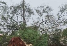 Forte tempestade provoca queda de árvores e deixa Entre Rios do Oeste sem energia