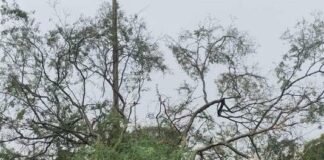 Forte tempestade provoca queda de árvores e deixa Entre Rios do Oeste sem energia