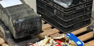 Quase 740 kg de maconha são encontrados escondidos em mata às margens do Lago em Guaíra