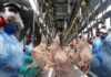 UNIÃO EUROPEIA SUSPENDE IMPORTAÇÕES DE CARNES E PRODUTOS DE ORIGEM ANIMAL DO BRASIL